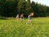 skolicka 071